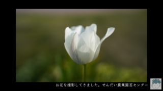 【photo shoot】お花を撮影してきました。せんだい農業園芸センター【photo editing】